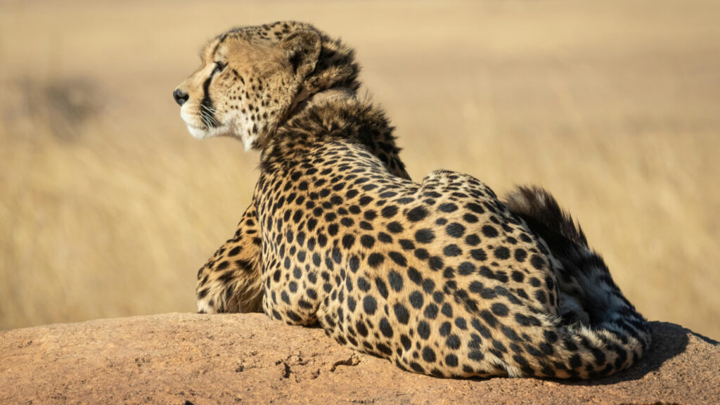 Serengeti Safari Tickets