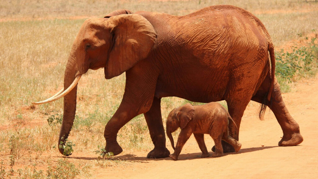 Serengeti Safari Tickets