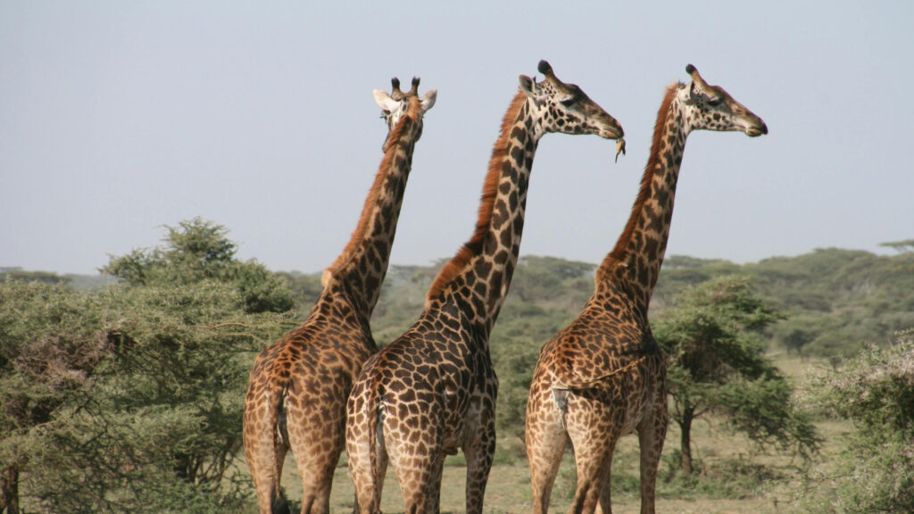 Serengeti Safari Tickets