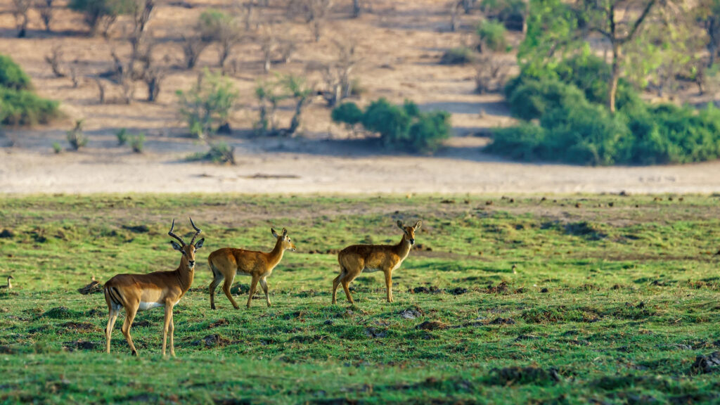 Masai Mara Tour Operators