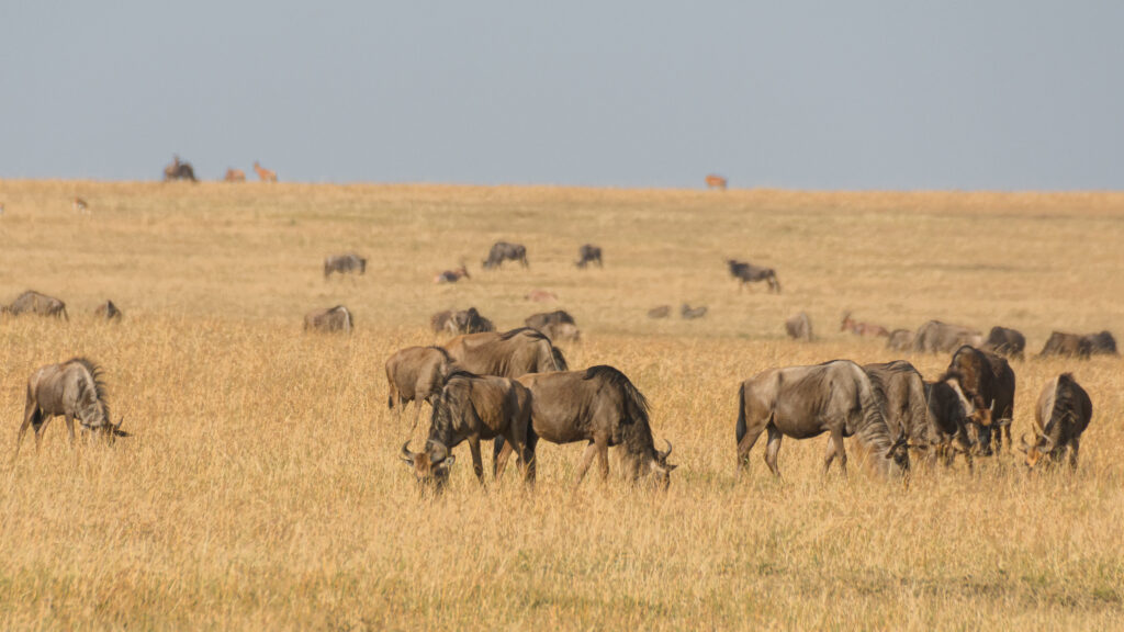 Masai Mara Tour Operators