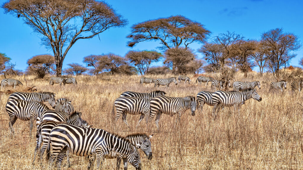 Masai Mara packages from USA