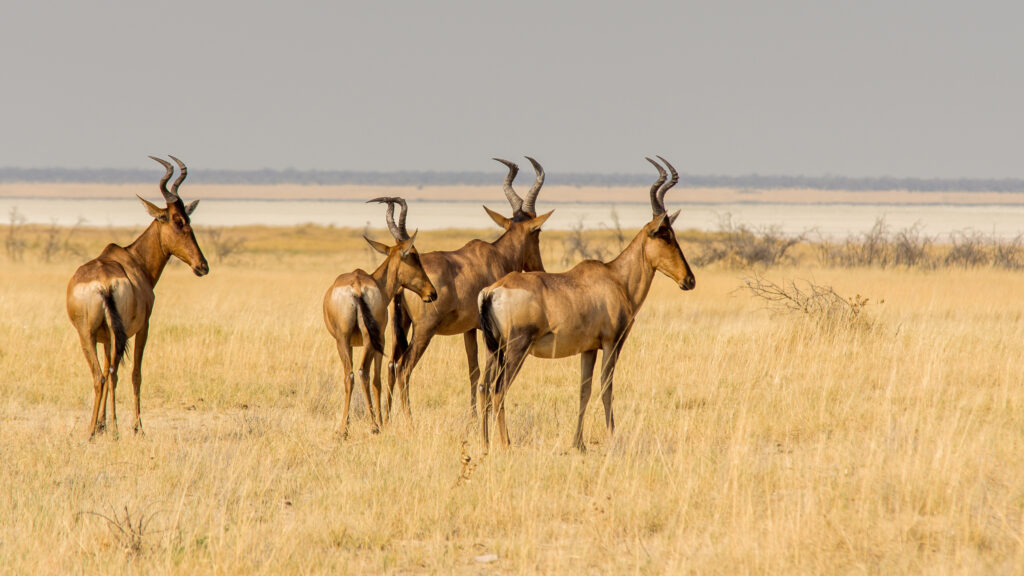 Masai Mara packages from USA