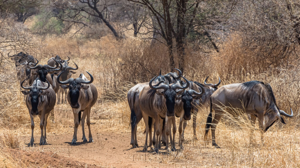 Masai Mara packages from USA