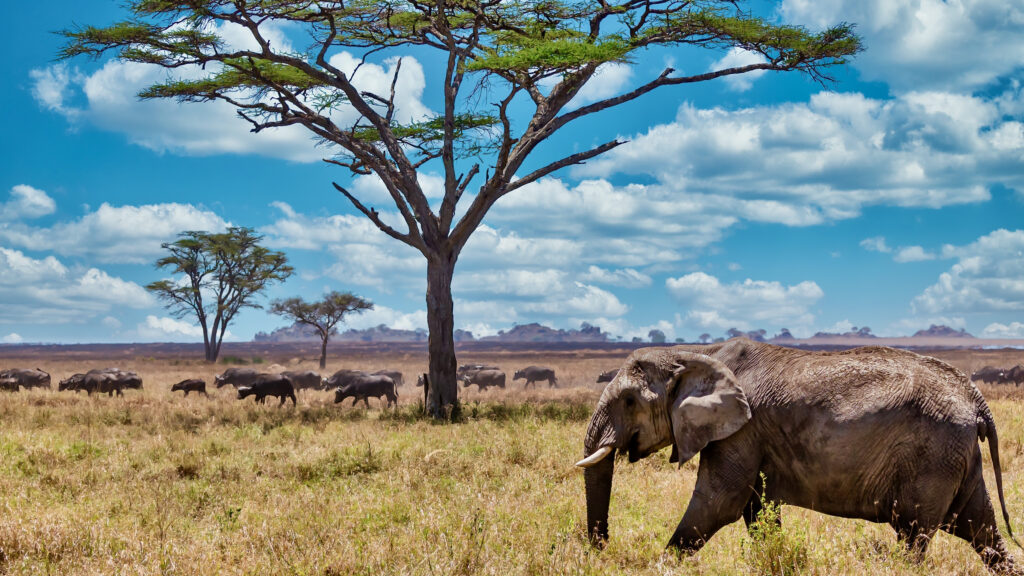 Masai Mara Tour Operators