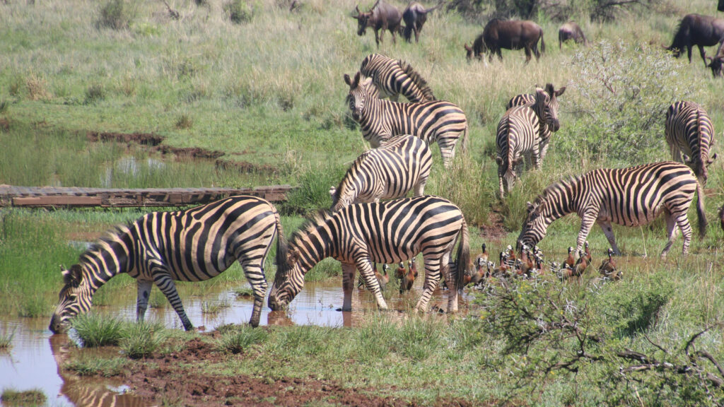 Serengeti in May