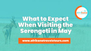 Serengeti in May