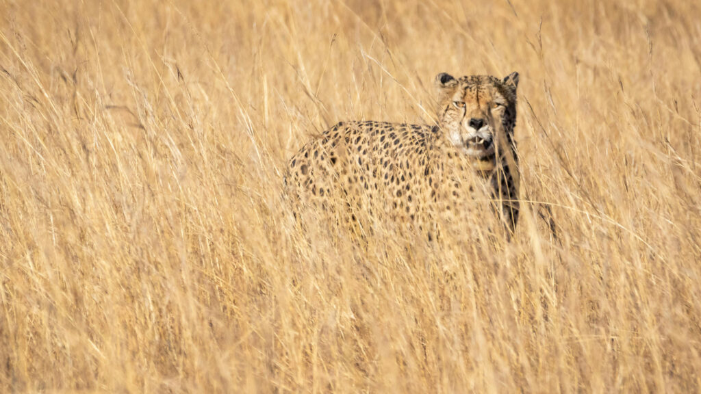 Where is Serengeti National Park Situated