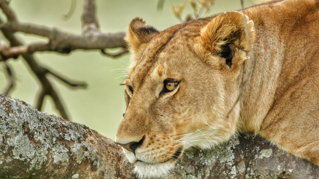 Where is Serengeti National Park Situated