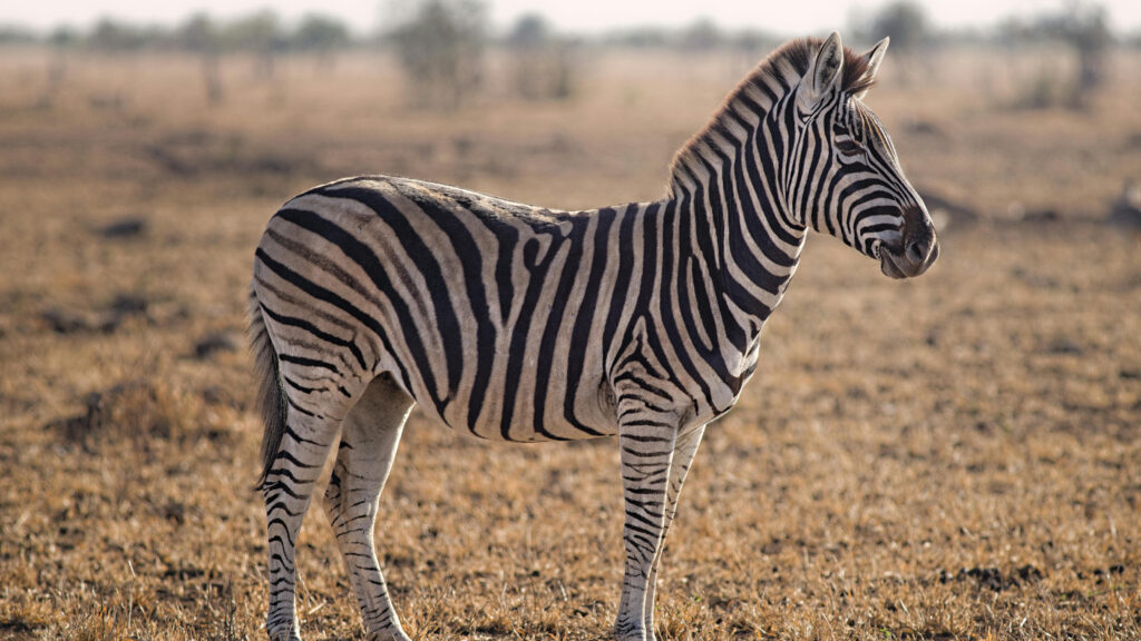 Where is Serengeti National Park Situated