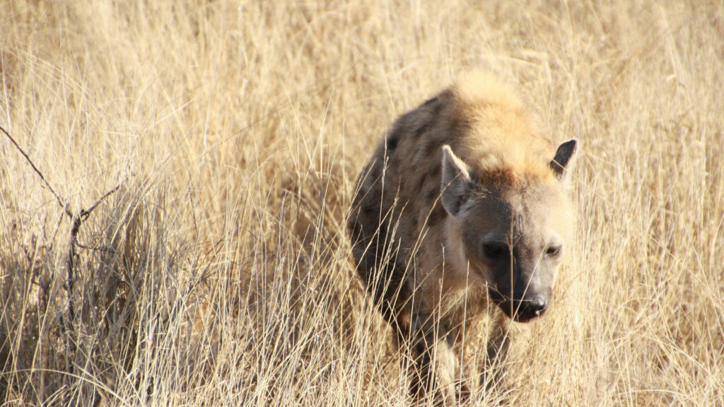 Where is Serengeti National Park Situated