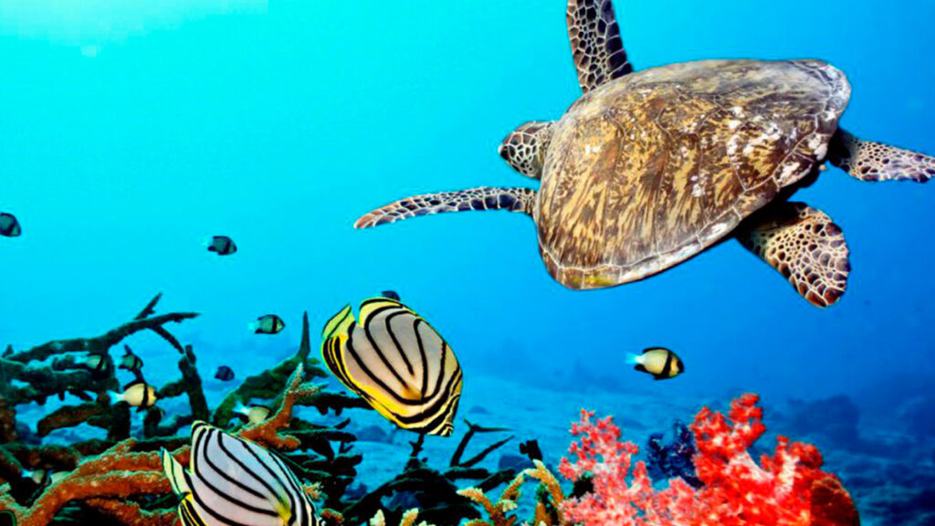 Zanzibar Scuba Diving