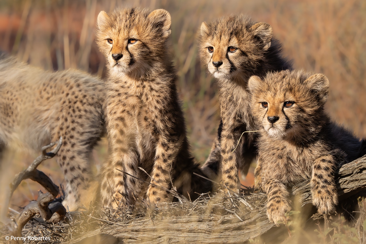 Best luxury safaris in Africa