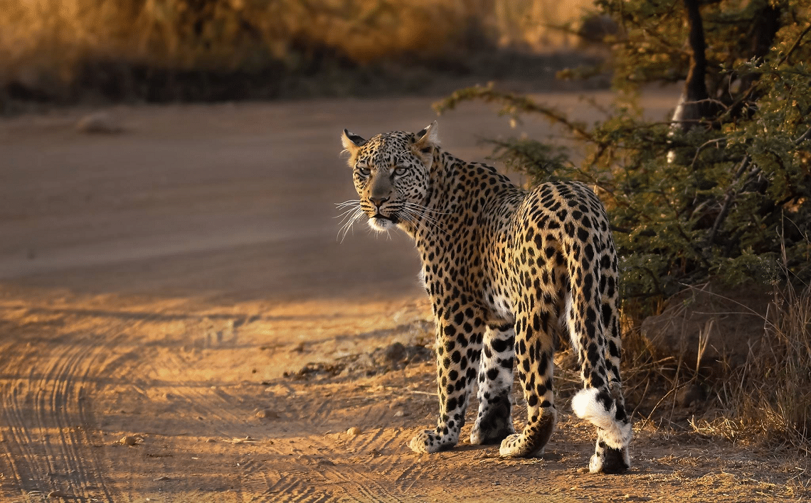 Safari trips from Johannesburg