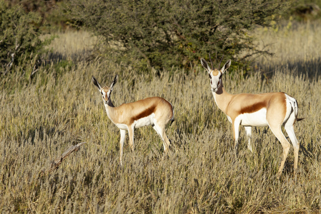 Safari trips from Johannesburg